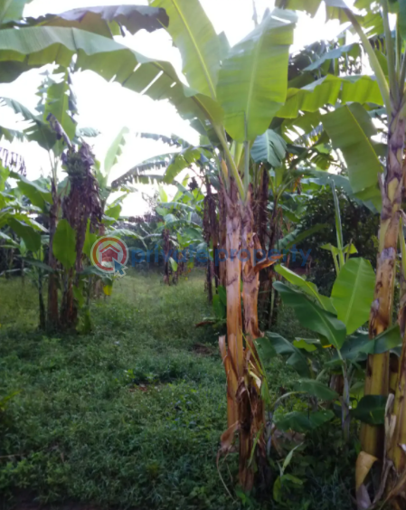 Land For Sale Kampala Central - 0