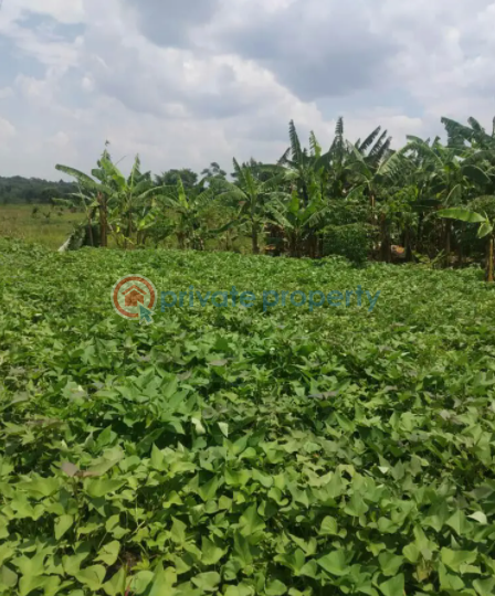 Land For Sale Luweero Central - 0