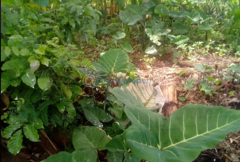 Land For Sale Iganga Eastern - 0