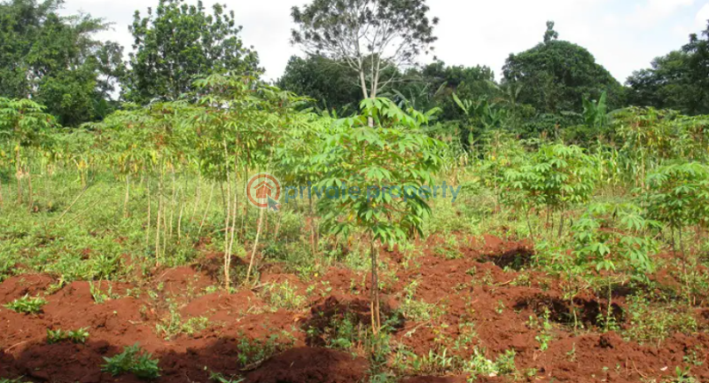 Land For Sale Jinja Eastern - 0
