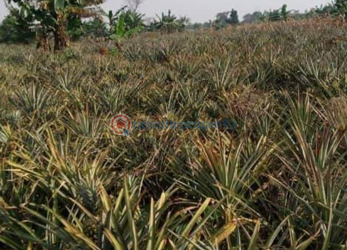 Land For Sale Luweero Central - 0