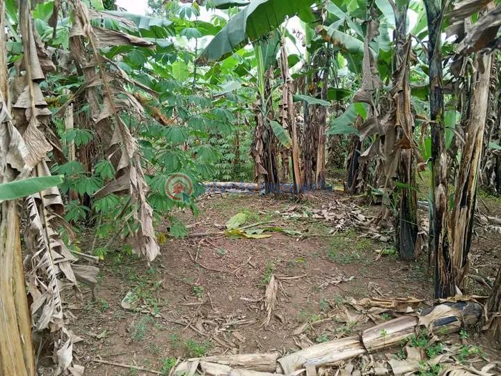 Land For Sale Gayaza Road Gayaza Wakiso Central - 0